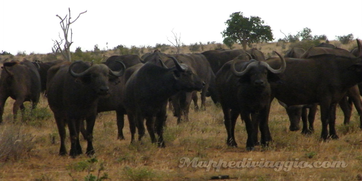 bisonti-savana-safari