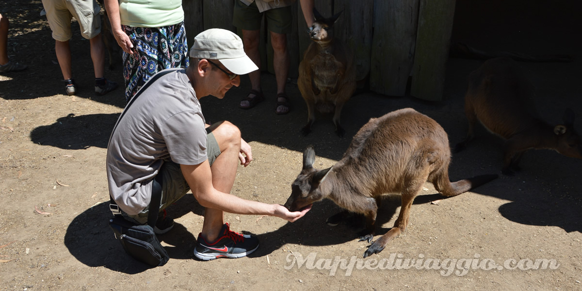 kangaroo-island-wildlife-park