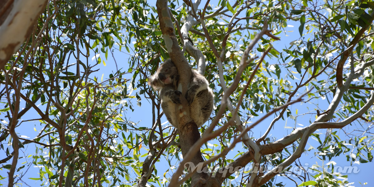 koala-selvaggi-primi-avvistamenti