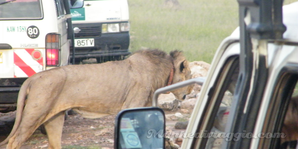 leoni-safari-savana