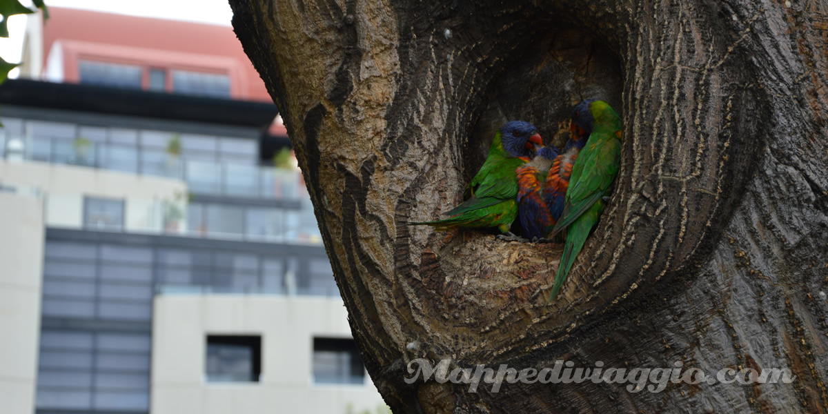 pappagalli-multicolore-centro-adelaide